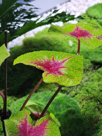 Artificial Skylights for Natural Sunlight Indoors — Nature Connect for Plant Photosynthesis